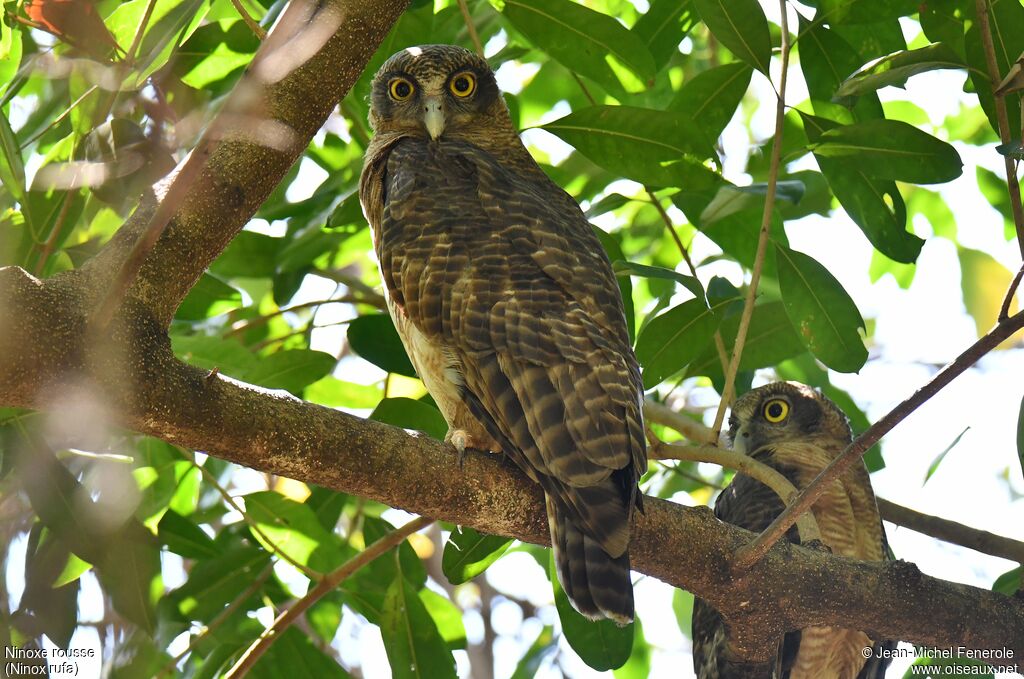 Rufous Owl