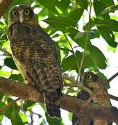 Rufous Owl