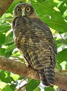 Rufous Owl