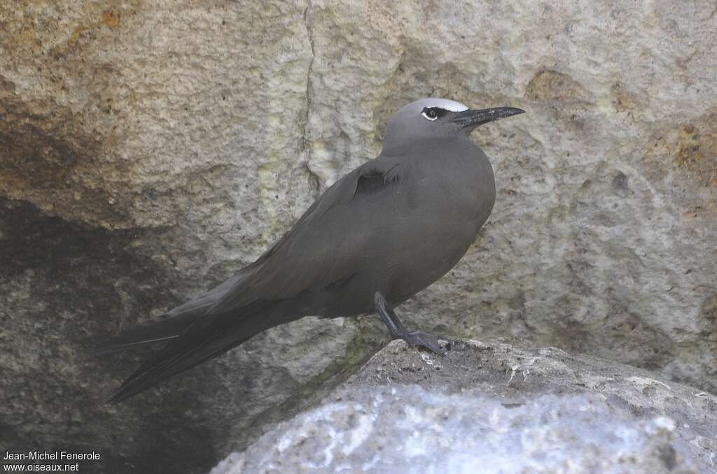 Brown Noddy