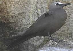 Brown Noddy