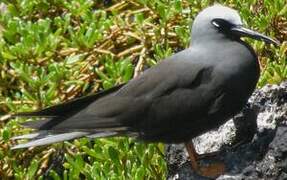 Black Noddy