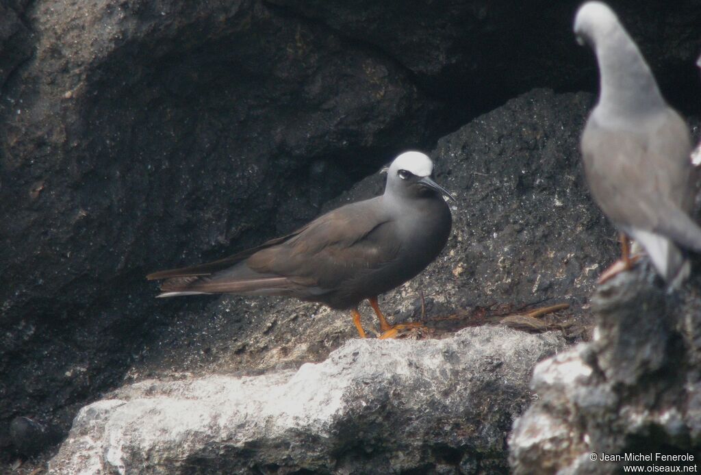 Black Noddy