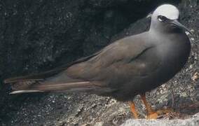 Black Noddy