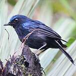 Notodèle à queue blanche