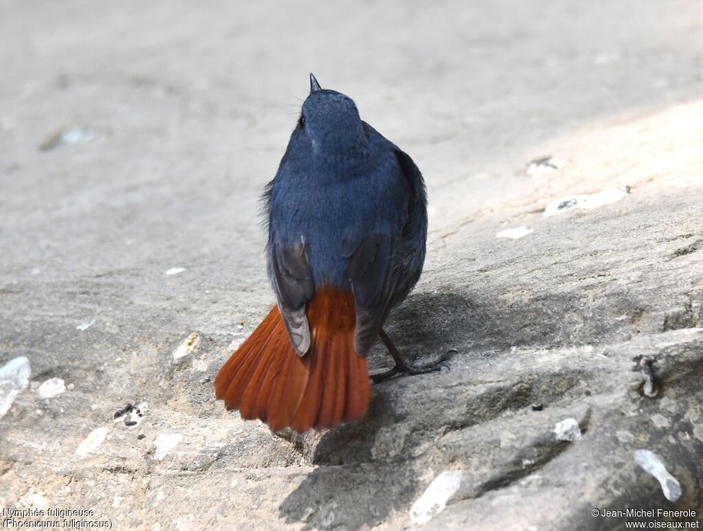 Plumbeous Water Redstart