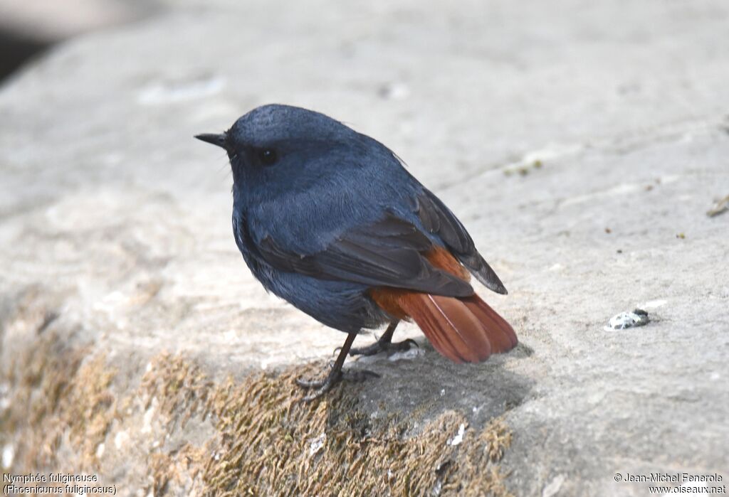 Plumbeous Water Redstart