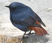 Plumbeous Water Redstart