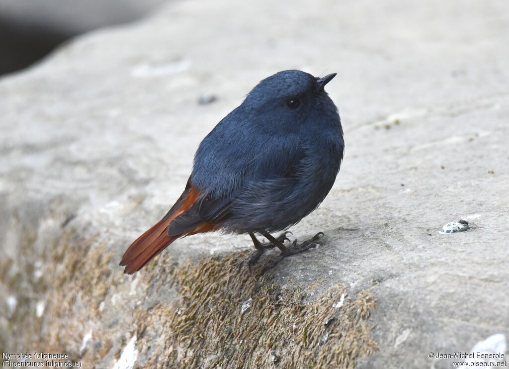 Plumbeous Water Redstart