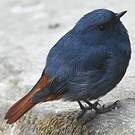 Nymphée fuligineuse