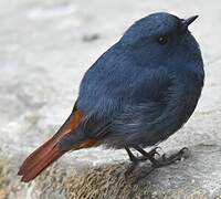 Plumbeous Water Redstart