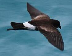 Elliot's Storm Petrel