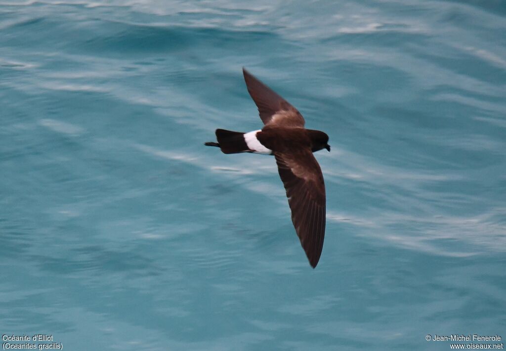 Elliot's Storm Petrel