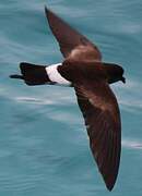 Elliot's Storm Petrel