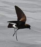 Elliot's Storm Petrel