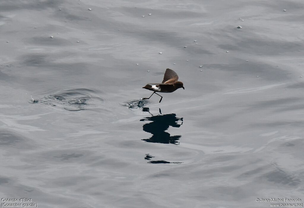 Elliot's Storm Petrel