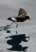 Elliot's Storm Petrel