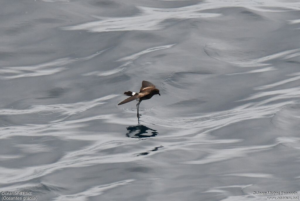 Elliot's Storm Petrel