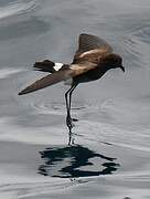 Elliot's Storm Petrel