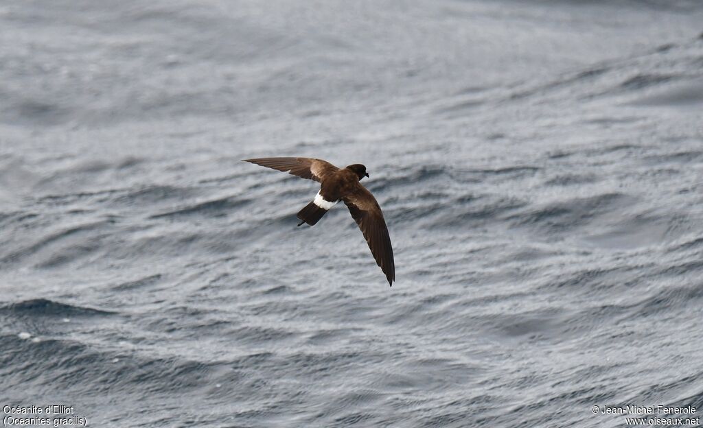 Elliot's Storm Petrel