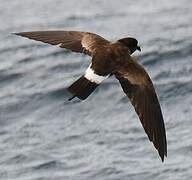 Elliot's Storm Petrel