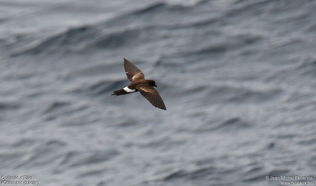 Elliot's Storm Petrel