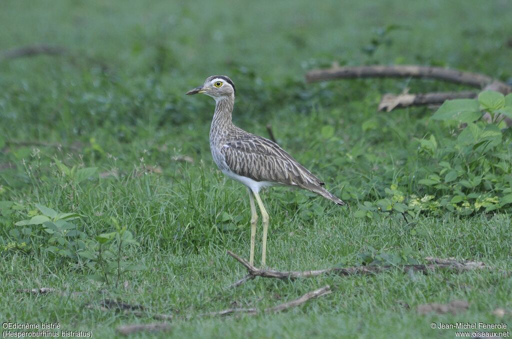 Double-striped Thick-knee