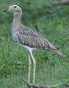 Double-striped Thick-knee