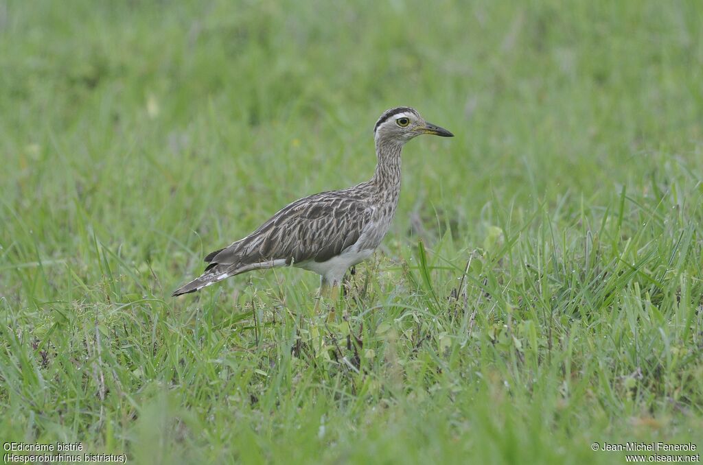 Double-striped Thick-knee