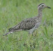 Double-striped Thick-knee