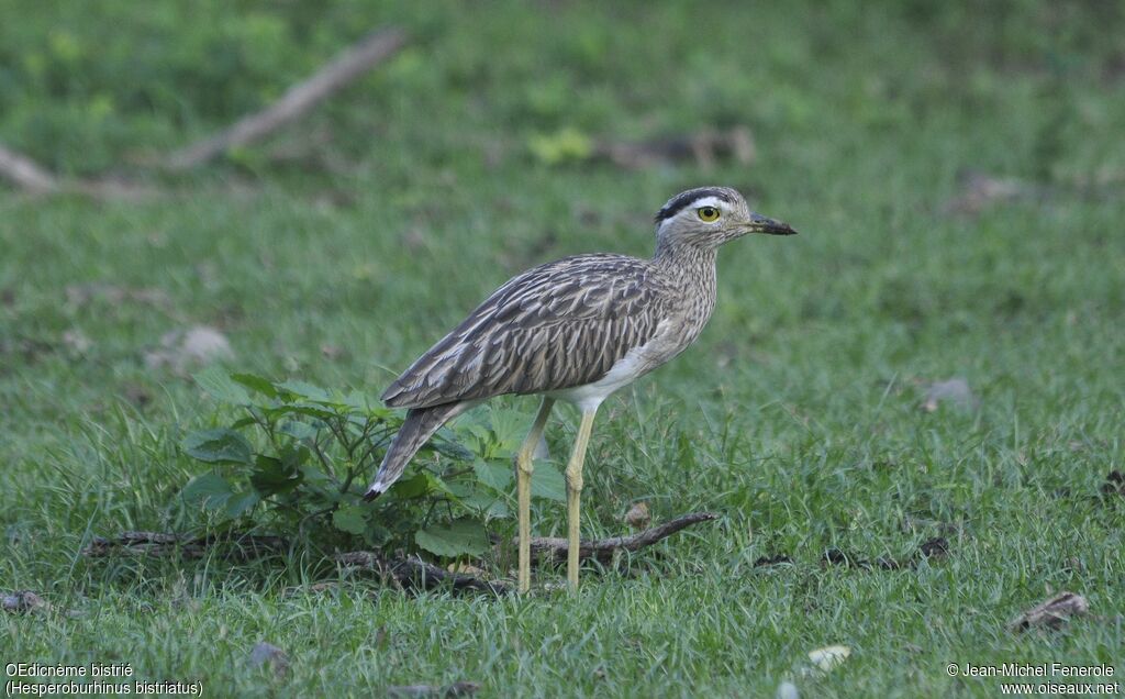 Double-striped Thick-kneeadult, identification