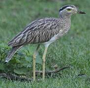 Double-striped Thick-knee