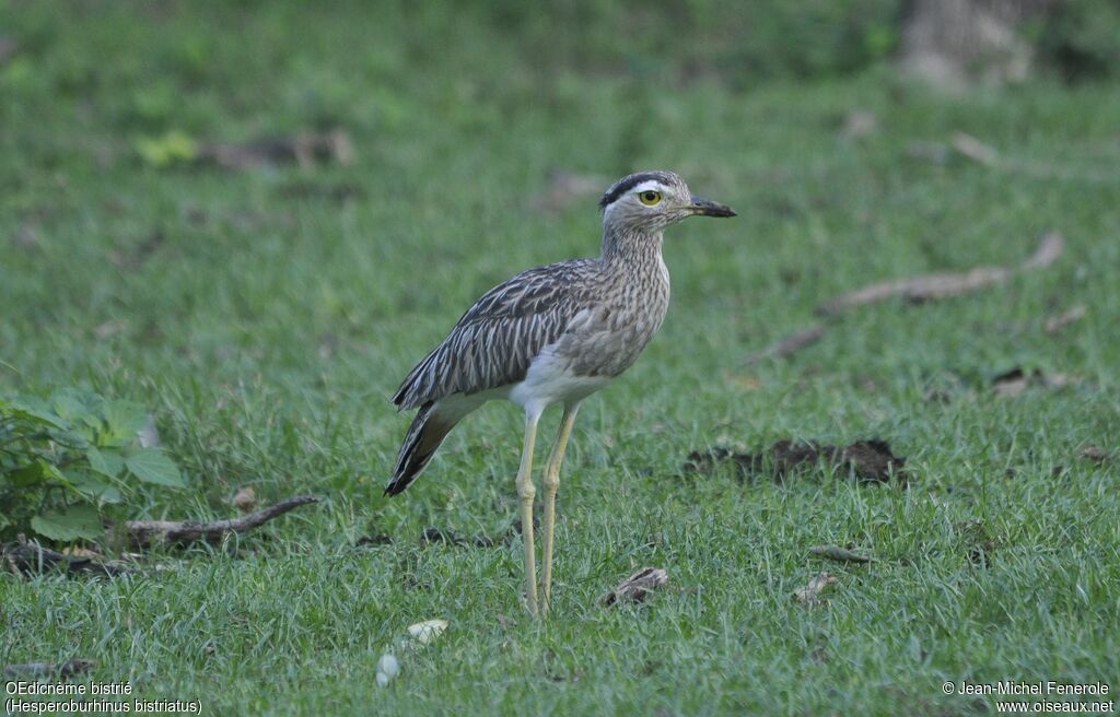 Double-striped Thick-knee