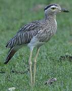 Double-striped Thick-knee