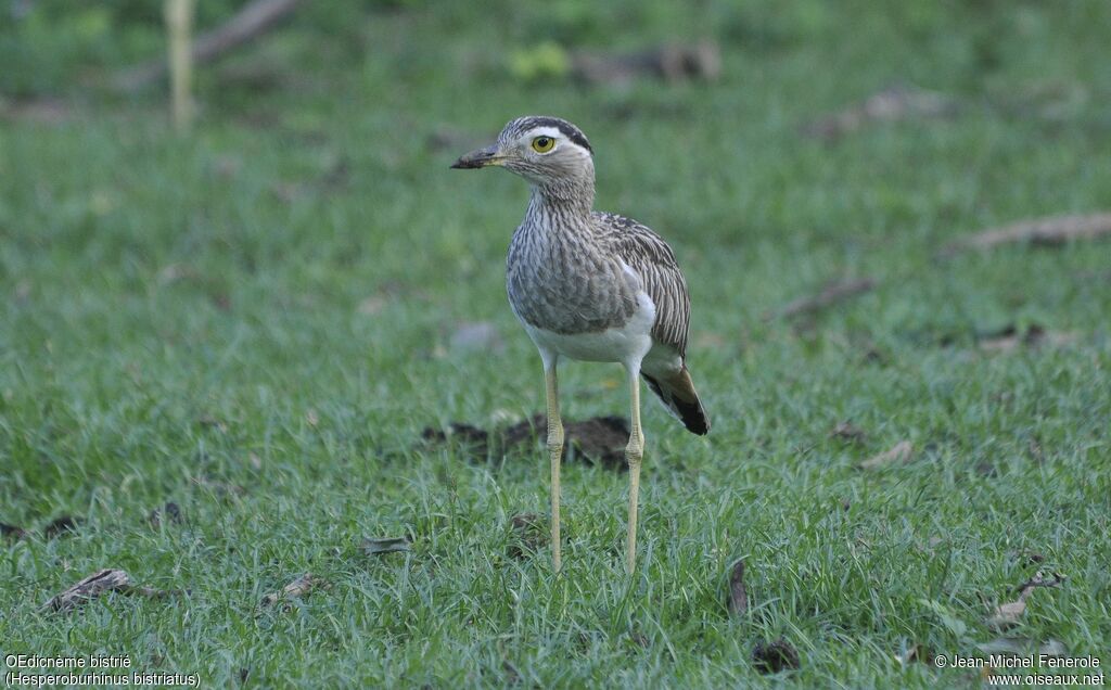 Double-striped Thick-knee