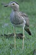 Double-striped Thick-knee