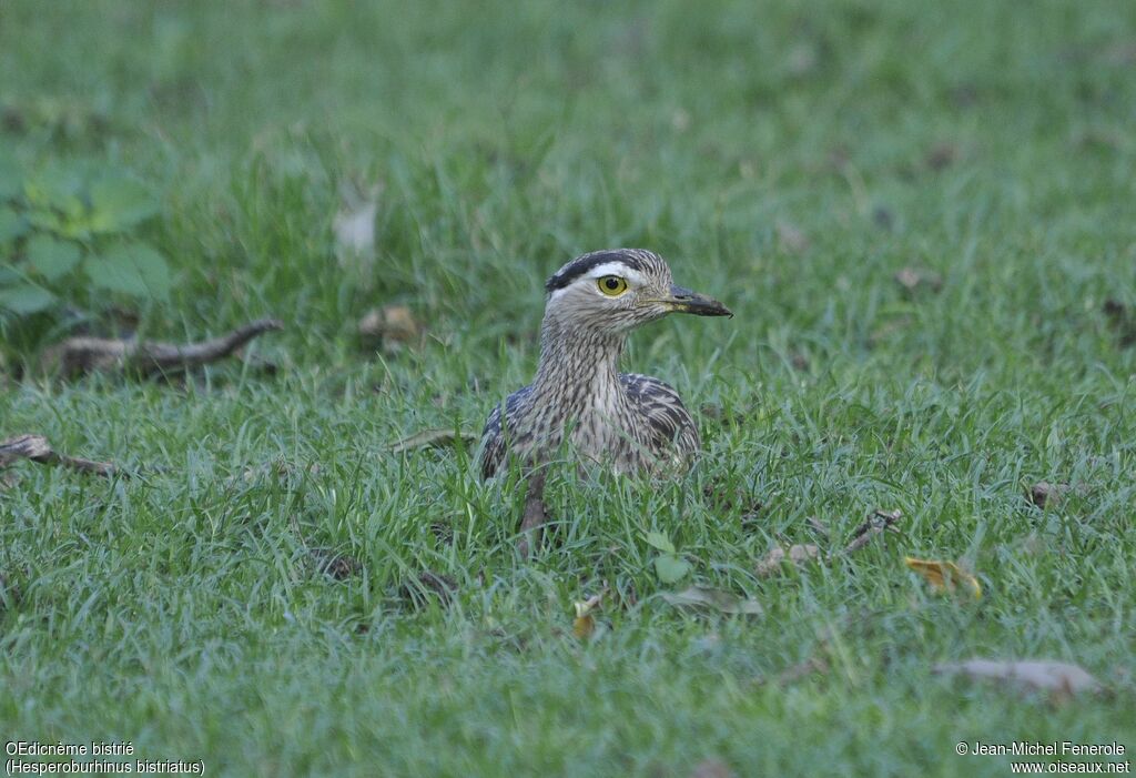 Double-striped Thick-knee