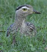 Double-striped Thick-knee