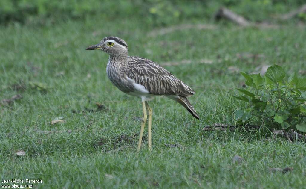 Double-striped Thick-kneeadult, identification