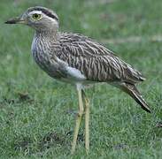 Double-striped Thick-knee