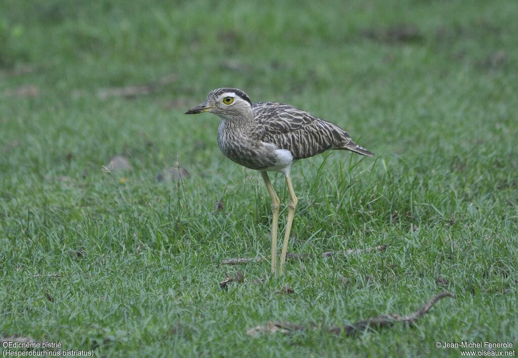 Double-striped Thick-knee