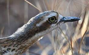 Bush Stone-curlew