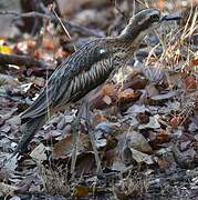 Bush Stone-curlew