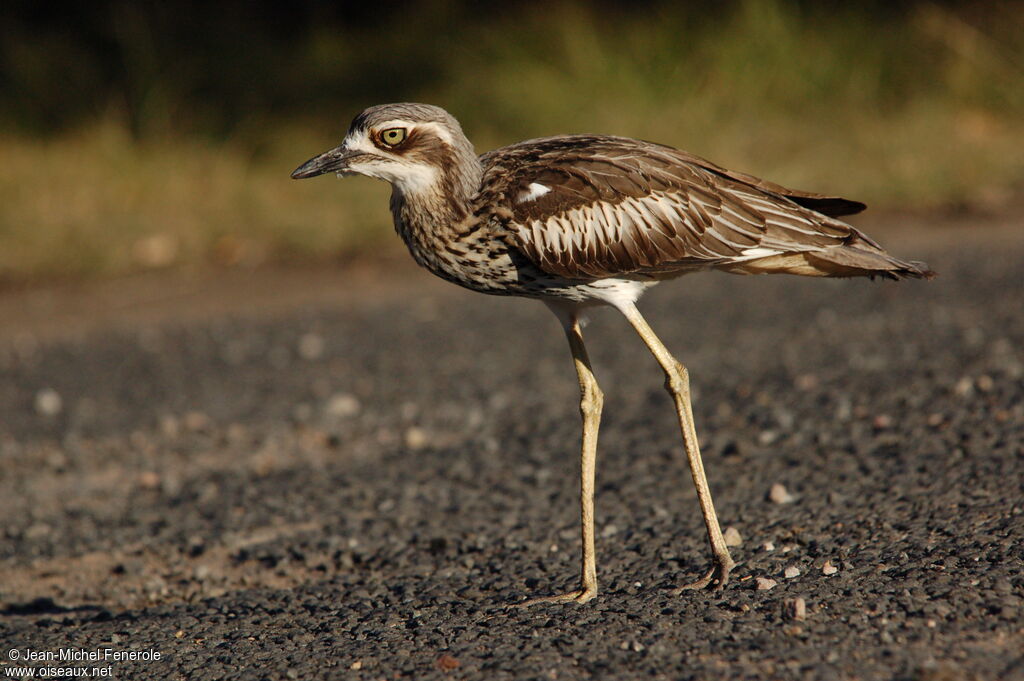 Bush Stone-curlew