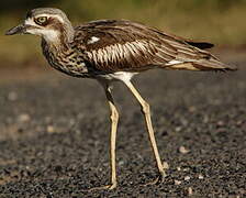 Bush Stone-curlew