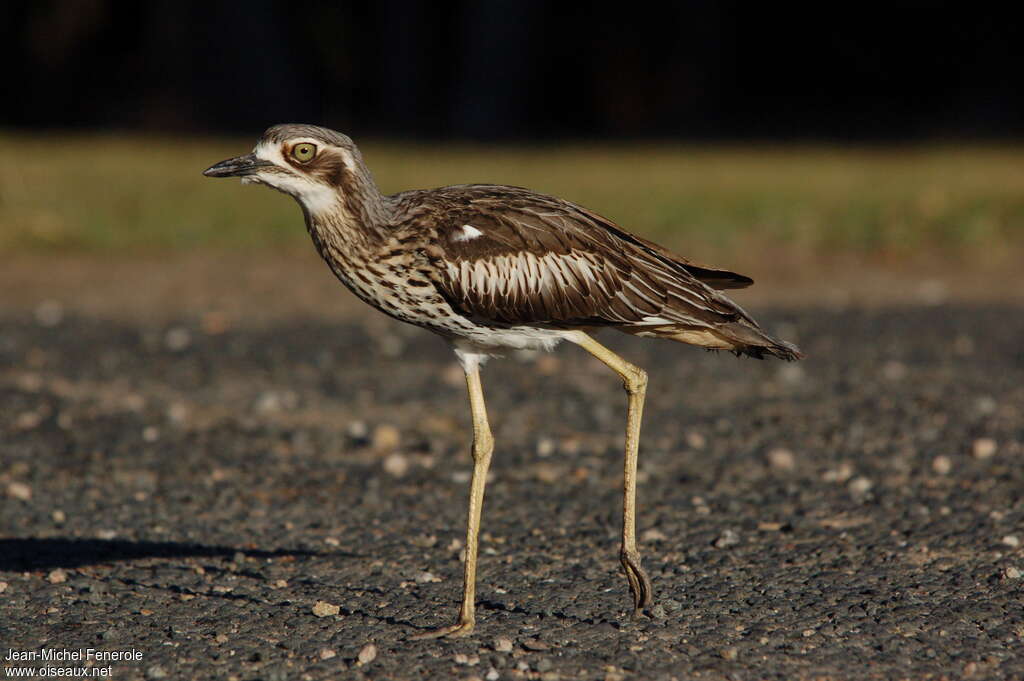 Bush Stone-curlewadult