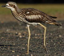 Bush Stone-curlew