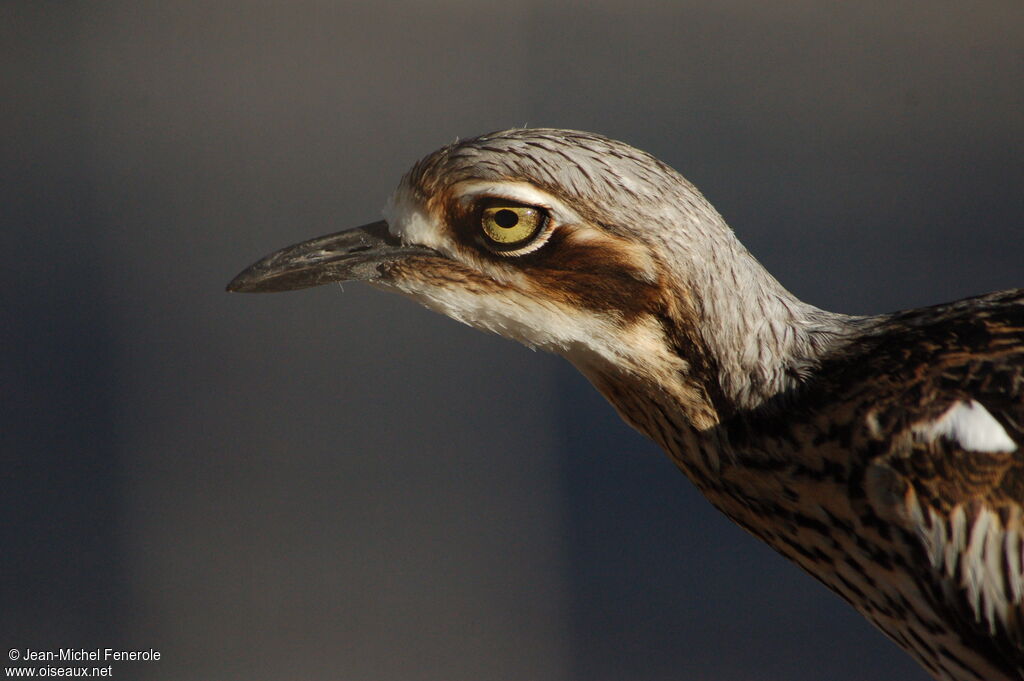 Bush Stone-curlew