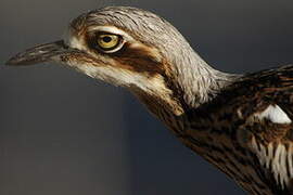 Bush Stone-curlew