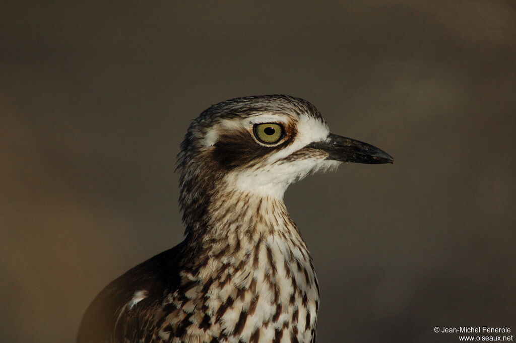 Bush Stone-curlew